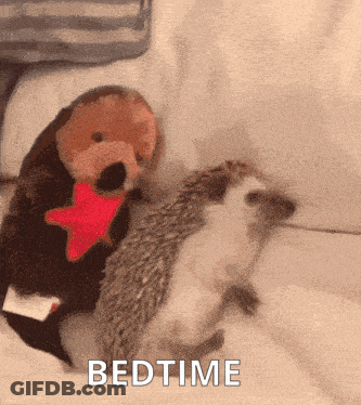 Two Hedgehogs Lying Next To Each Other Bedtime GIF