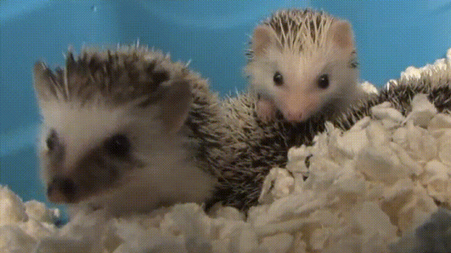Two Hedgehogs Sleepy GIF