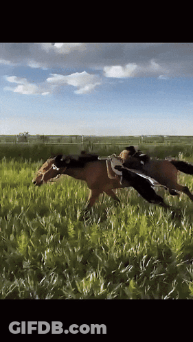 Two Horses Are Running In A Grassy Field On A Sunny Day GIF