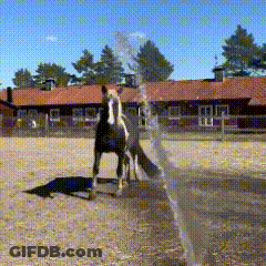 Two Horses Are Standing In A Dirt Field In Front Of A House GIF