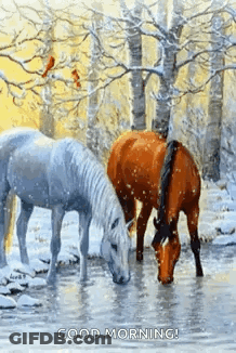 Two Horses Drinking Water In Snow GIF