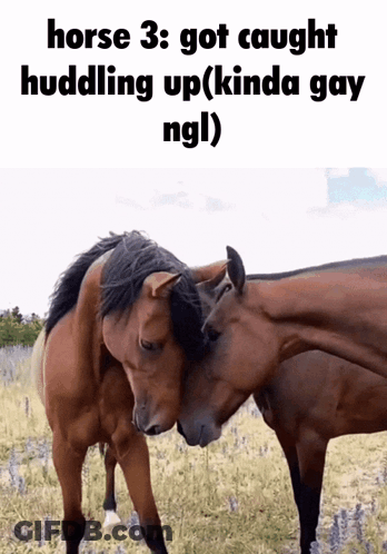 Two Horses Hugging In Field GIF