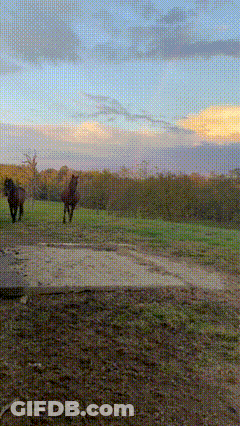 Two Horses Running In Field At Sunset GIF