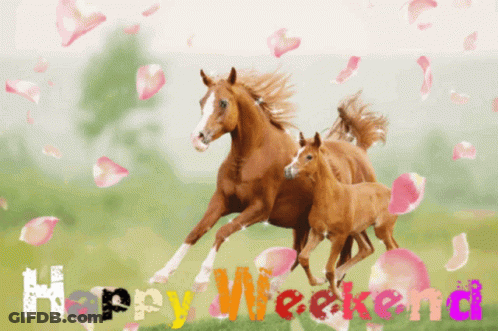 Two Horses Running In Field GIF