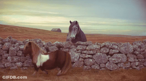 Two Horses Standing Next To Stone Wall On Hillside GIF
