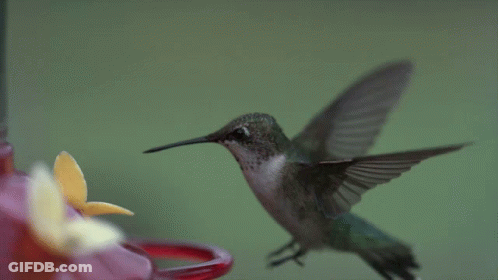 Two Hummingbirds Are Feeding From A Red Feeder With A Yellow Flower GIF
