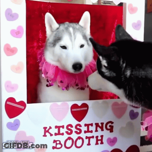 Two Huskies Kissing In A Kissing Booth With Hearts On It GIF