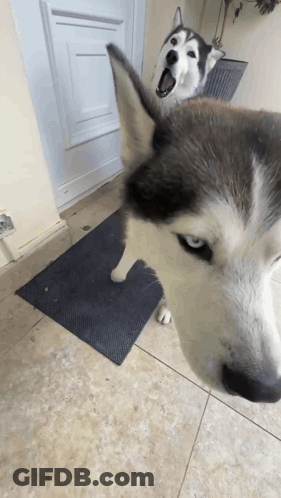 Two Huskies Standing On Mat GIF