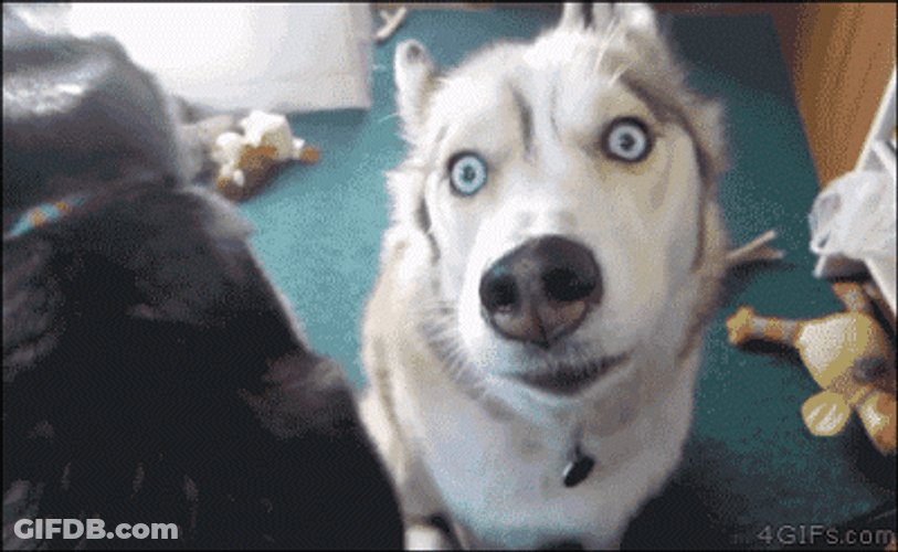 Two Huskies Whatcha Doin GIF