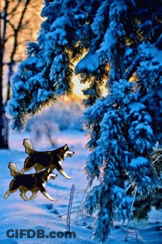 Two Husky Dogs Are Running Through A Snow Covered Forest GIF