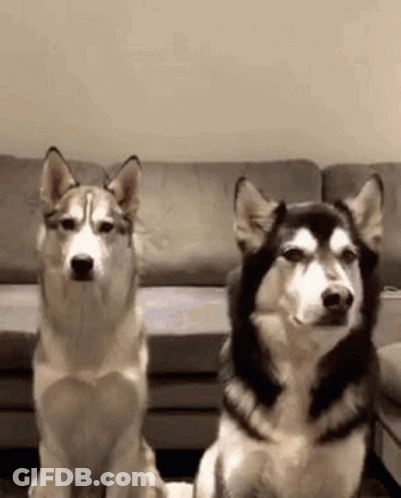 Two Husky Dogs Are Sitting Next To Each Other In Front Of A Couch In A Living Room . GIF