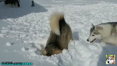 Two Husky Dogs Playing In The Snow With Youtube.com Gttsd Written On The Bottom GIF