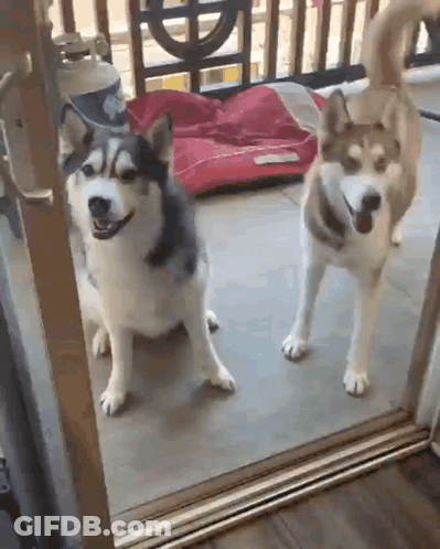 Two Husky Dogs Standing Together GIF