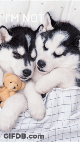 Two Husky Puppies Sleeping Next To A Teddy Bear With The Words " I 'M Not " Below Them GIF