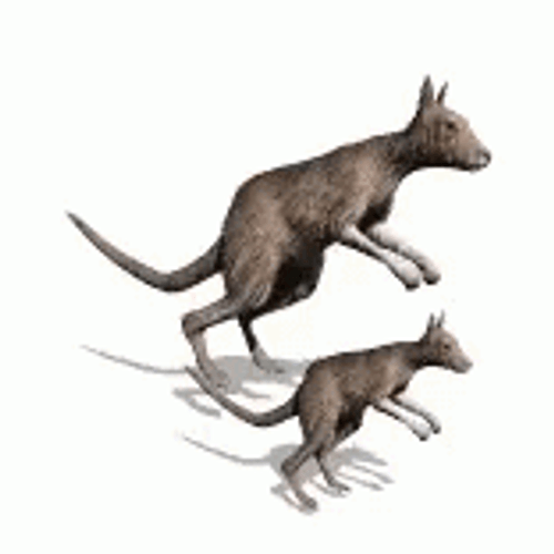 Two Kangaroo Jumping GIF