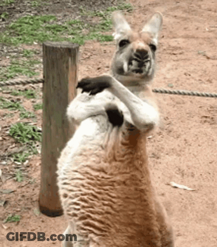 Two Kangaroos Are Standing Next To Each Other And One Has A Black Paw On The Other 'S Back GIF