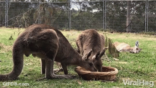 Two Kangaroos Eating From Basket GIF