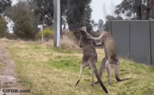 Two Kangaroos Fighting By Fence And Sign L GIF