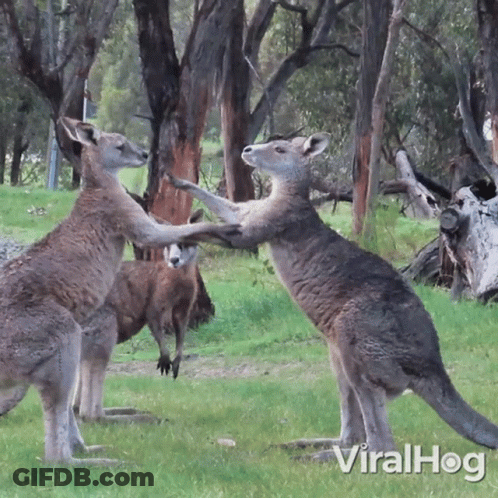 Two Kangaroos Standing In Grassy Field Viralhog GIF