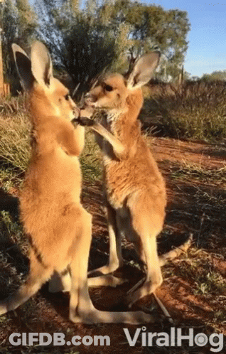 Two Kangaroos Standing Next To Each Other GIF