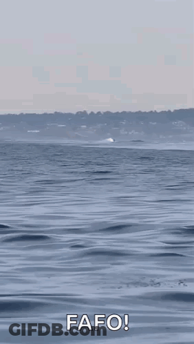 Two Killer Whales Are Jumping Out Of The Water To Eat A Dolphin . GIF