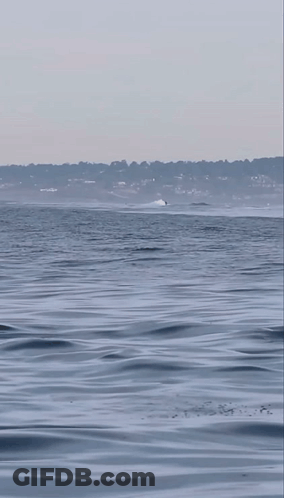 Two Killer Whales Are Playing With A Dolphin In A Body Of Water GIF