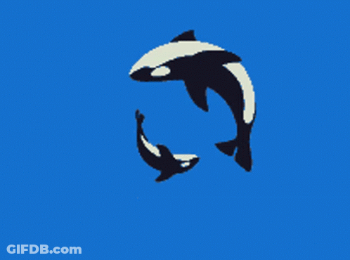Two Killer Whales Swimming In A Circle GIF