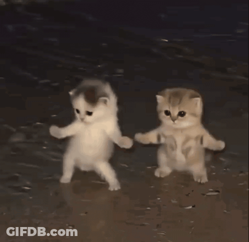 Two Kittens Are Holding Hands While Walking On The Beach GIF