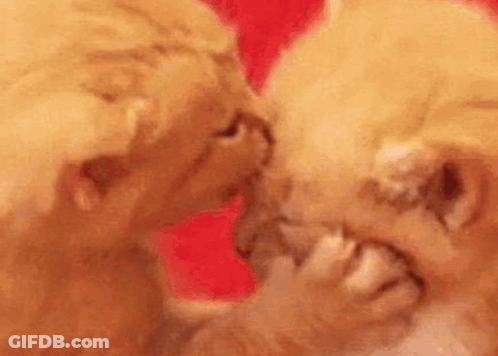 Two Kittens Are Kissing Each Other On The Cheek . GIF