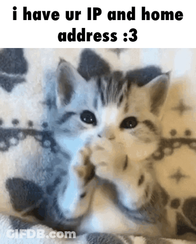 Two Kittens Are Laying On A Blanket And The Caption Says I Have Ur Ip And Home Address : 3 GIF