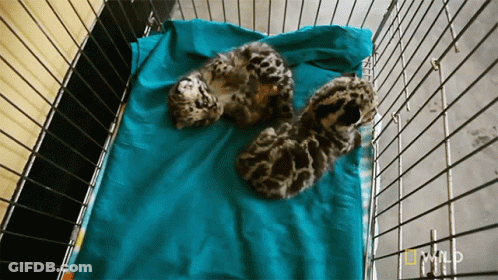 Two Kittens Are Laying On A Blue Blanket In A Cage That Says National Geographic Wild GIF