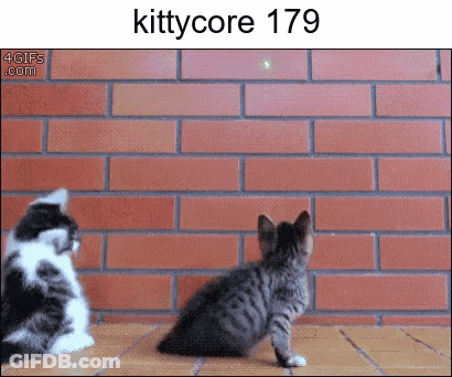 Two Kittens Are Looking At A Brick Wall And The Number 179 Is On The Bottom Right GIF