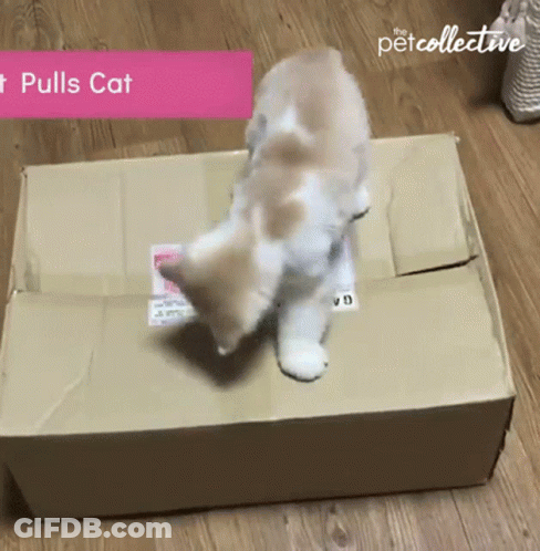 Two Kittens Are Playing In A Cardboard Box That Says Petcollective GIF
