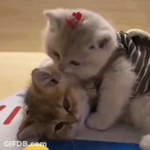 Two Kittens Are Playing With Each Other And One Of Them Has A Red Bow On Its Head . GIF
