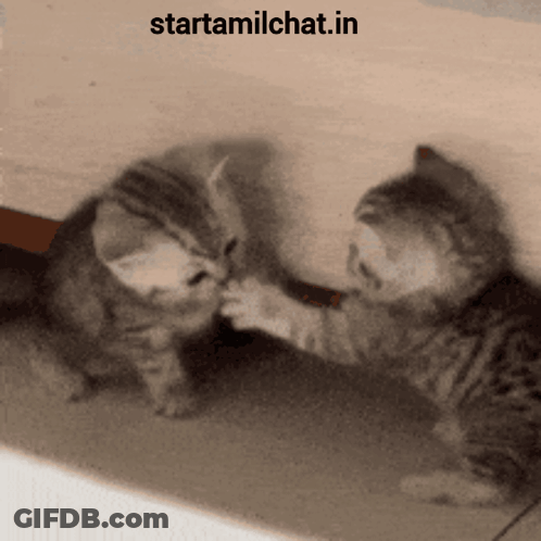 Two Kittens Are Playing With Each Other And The Website Starttamilchat.in Is On The Bottom GIF