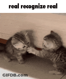 Two Kittens Are Playing With Each Other And The Words Real Recognize Real Are Above Them . GIF