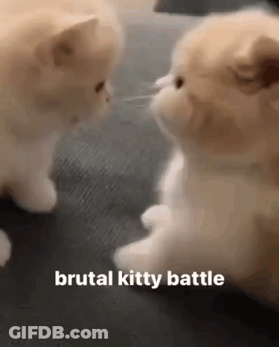 Two Kittens Are Playing With Each Other On A Couch And The Words `` Brutal Kitty Battle '' Are On The Bottom . GIF