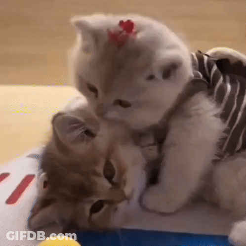 Two Kittens Are Playing With Each Other On A Table . One Of The Kittens Is Wearing A Striped Harness . GIF