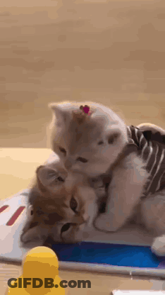 Two Kittens Are Playing With Each Other On Top Of A Tablet . GIF