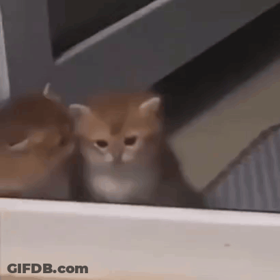 Two Kittens Sitting Next To Each Other Looking Out Window GIF