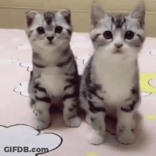 Two Kittens Are Sitting Next To Each Other On A Bed Looking At The Camera . GIF