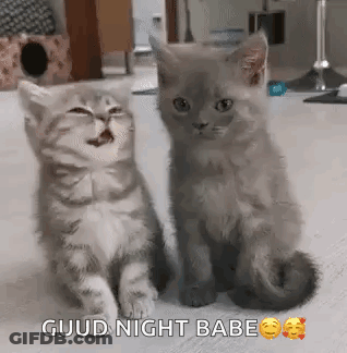 Two Kittens Are Sitting Next To Each Other On A Carpet And One Of Them Is Yawning . GIF