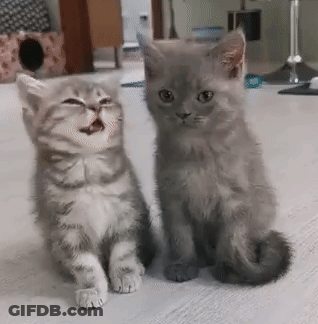 Two Kittens Are Sitting Next To Each Other On A Floor . GIF