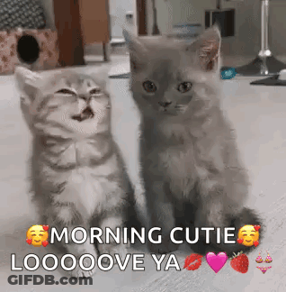 Two Kittens Are Sitting Next To Each Other With The Words Morning Cuties Looooove Ya On The Bottom . GIF