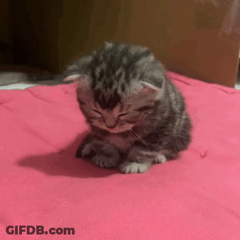Two Kittens Are Sitting On A Pink Blanket And One Is Licking The Other 'S Nose . GIF