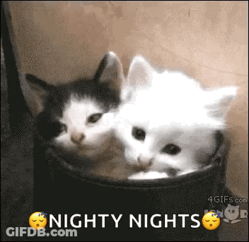 Two Kittens Are Sleeping In A Bucket With The Words `` Nighty Nights '' Above Them . GIF