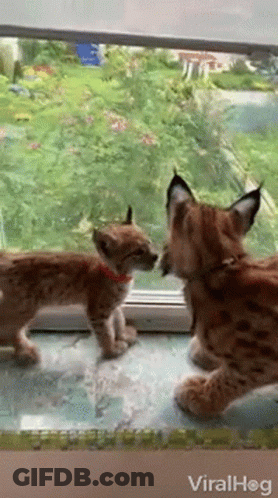 Two Kittens Are Standing Next To Each Other In Front Of A Window Looking Out . GIF