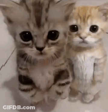 Two Kittens Are Standing Next To Each Other On A Tile Floor . GIF