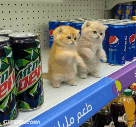 Two Kittens Are Standing On A Shelf Next To Cans Of Pepsi And Mountain Dew GIF
