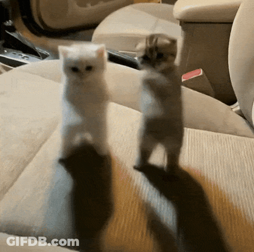 Two Kittens Are Standing On Their Hind Legs In A Car Seat GIF